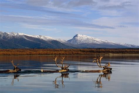Caribou Bulls Swimming Across Kobuk River Arctic Alaska Autumn Kobuk