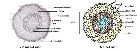 Structure And Function Of Root Funtastic Study