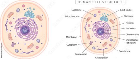 Human Cell Structure Diagram Simple D Design Best For Educational Materials Marketing