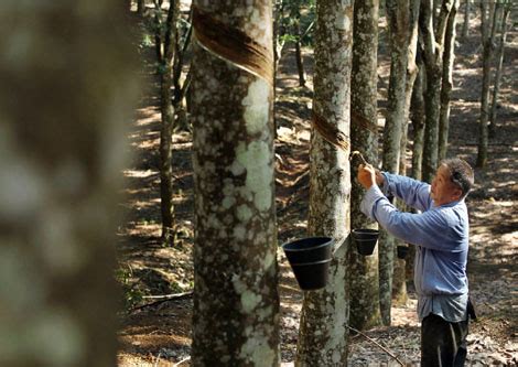 Shot in langkawi, malaysia using a sony dsc w220 camera.how to tap a rubber tree? China's rubber sector stretched to the limit