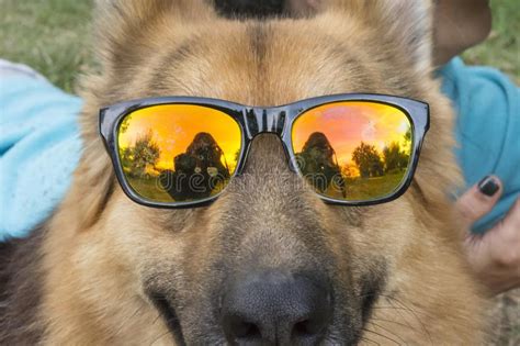 Hilarious German Shepherd Dog With Colorful Sunglasses Stock Photo