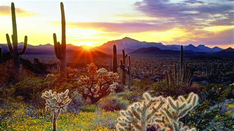 The Vegetation Of The Sonoran Desert At Sunset Wallpaper