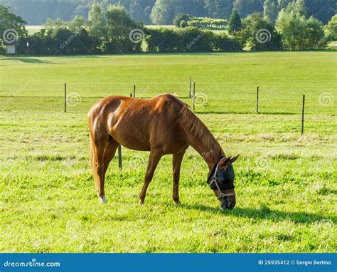 Horse Grazing In Field Stock Photo Image Of Brown Beautiful 25935412