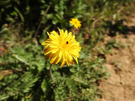 Da ogni fiore del capolino si sviluppa un achenio, frutto secco indeiscente provvisto del caratteristico pappo: Nomi Fiori Gialli Spontanei : Fiori Spontanei / Non trovi ...