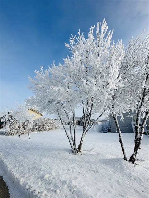 The Frosty Tree In Our Backyard Skyspy Photos Images Video