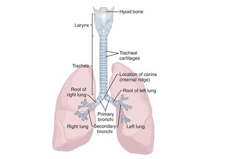 Trachea And Lungs Diagram