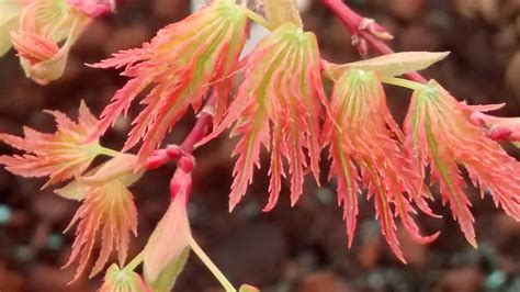 Why The Japanese Maple Is A Must Have For Any Foliage Loving Gardener The Washington Post