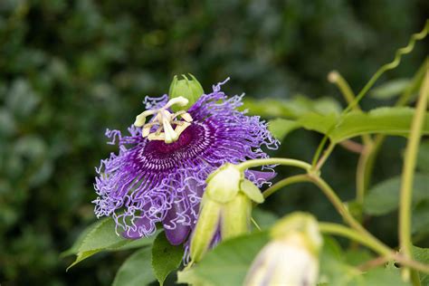 Passionflower Plant Care And Growing Guide