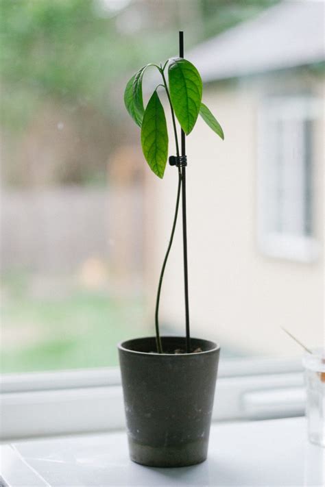 Plant Avokado Steg För Steg Instruktioner Från Kärna Till Avokado