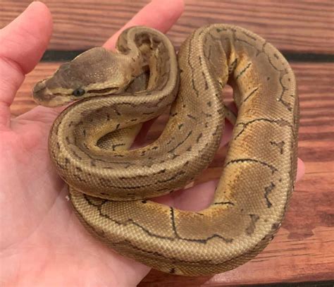 Dehydrated Ball Python Symptoms And Treatment