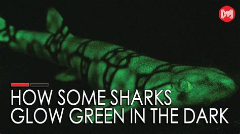 How Some Sharks Glow Green In The Dark YouTube