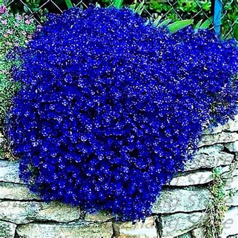 Climbing Seeds Blue Rock Cress Creeping Thyme Flower Plants Aubrieta