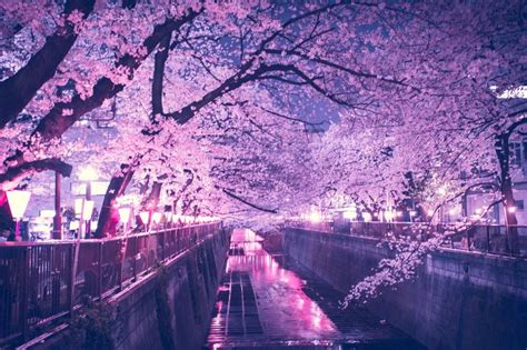 Night Japanese Cherry Blossom Wallpaper Carrotapp