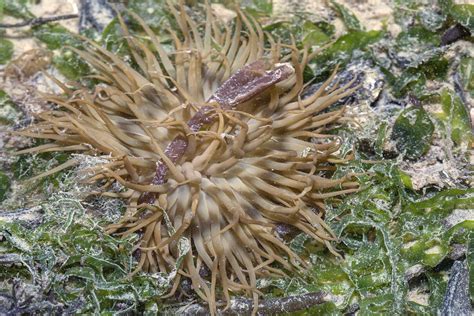 Z2a8117 Swimming Sea Anemone Boloceroides Mcmurrichi Flickr