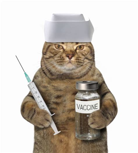 Cat Rabies Vaccine Schedule Cost And Side Effects West Chester Veterinary Medical Center