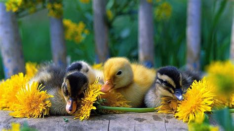 Free Download Cute Babies Duck Wallpaper Hd Wallpapers 1920x1080 For