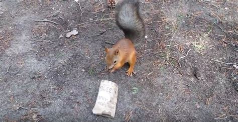 Maybe you would like to learn more about one of these? Will repellents get a squirrel out of the chimney