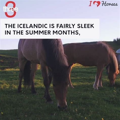 7 Things You Didnt Know About The Icelandic Horse Facebook Theres