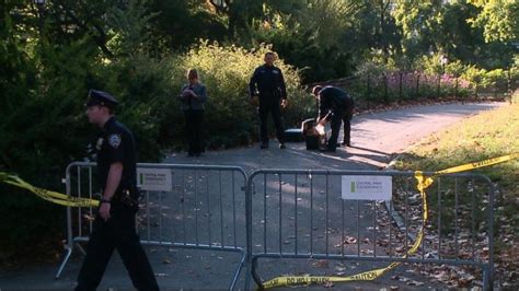 Video Bear Cub Found Dead In Central Park Abc News