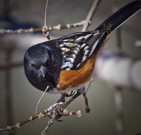 Feather Tailed Stories Spotted Towhee