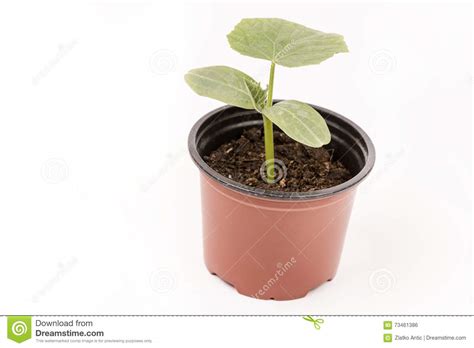 Cucumber Baby Plant In The Brown Plastic Pot Stock Photo Image Of