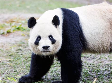 Xing Bao La Cría De Oso Panda Gigante De Zoo Aquarium De Madrid Da