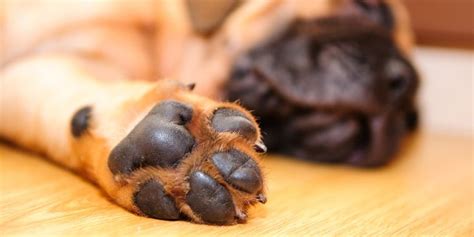 11 Common Dog Paw Problems What You Need To Know Nashville Paw