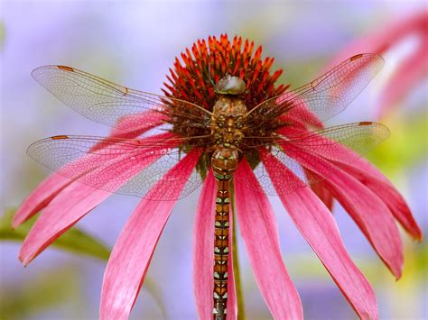 Amazing Dragonfly Insect Dragonfly Facts Images Information
