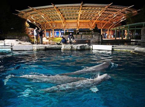 Seaport And Aquarium Expect A Big Summer In Mystic