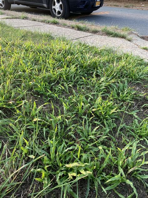 Is This Crab Grass Rlandscaping