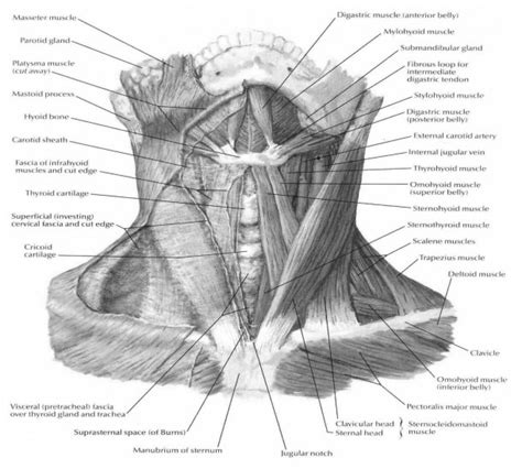 The · human larynx, nerves of the neck; Throat Parts Diagram