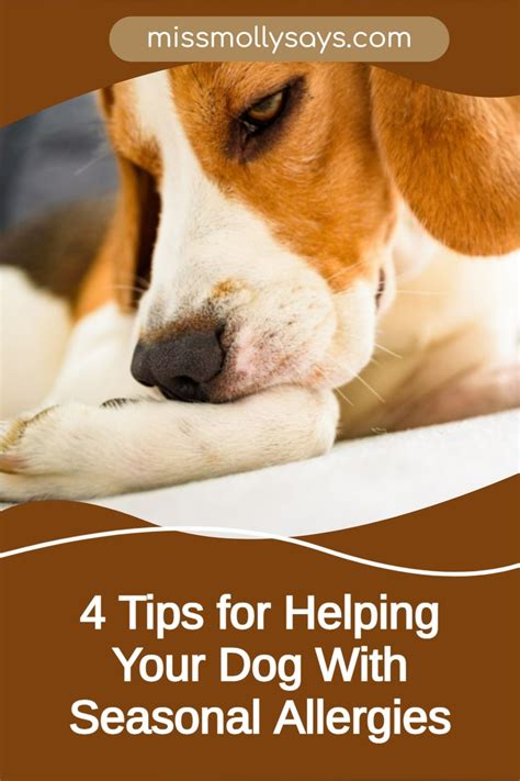 4 Tips For Helping Your Dog With Seasonal Allergies Seasonal