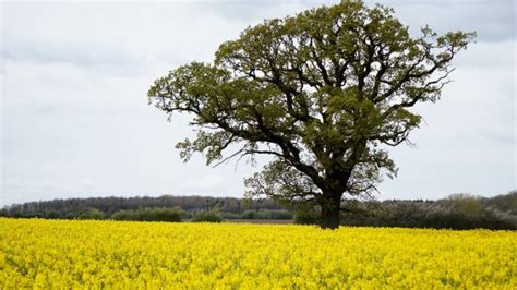 Mustard Tree Stock Photos Pictures And Royalty Free Images Istock