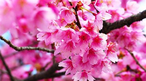 Best Spring Cherry Blossom Wallpapers Wallpaper Cave