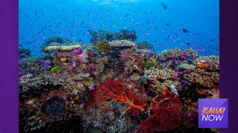 Understanding Coral Reef Connectivity Important To Focus Conservation