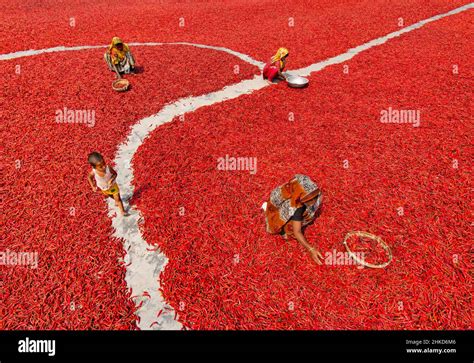Women Workers Are Sorting Red Chilli Pepper In Various Farms In