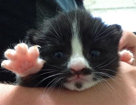 20 Photos Of The Cutest Kittens Ever Catlov
