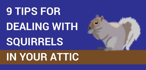 How To Kill Squirrels In Your Attic