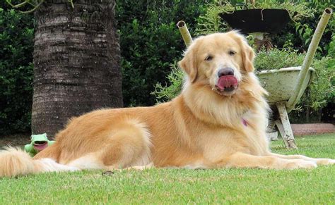 Best Food For Adult Golden Retrievers And What Not To Feed Them