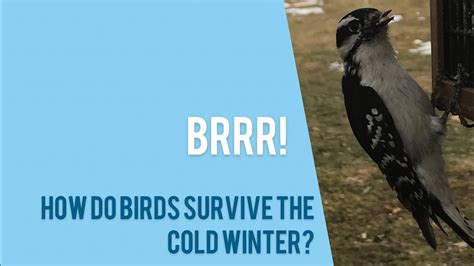 How Do Birds Survive Through The Cold Winter Months ️ Youtube