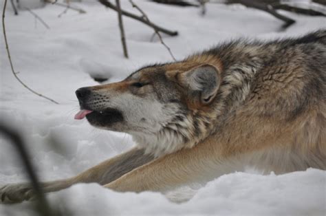 Group 3 Mexican Wolf Recovery Plan By Angela Espinoza