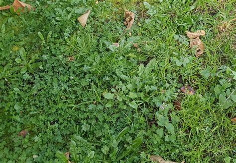 Broadleaf Weed Control On Grass Asepsis Limited