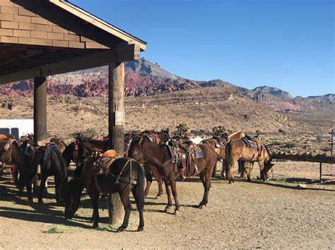 Cowboy Trail Rides Inc Las Vegas 2020 Ce Quil Faut Savoir Pour