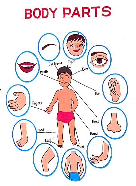 Filehuman Body Parts Diagram Wikimedia Commons