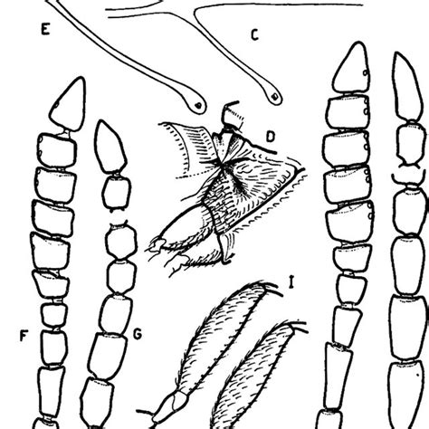 Basiconic Sensilla Indicated By Arrows In The Ventral Surface Of Download Scientific Diagram