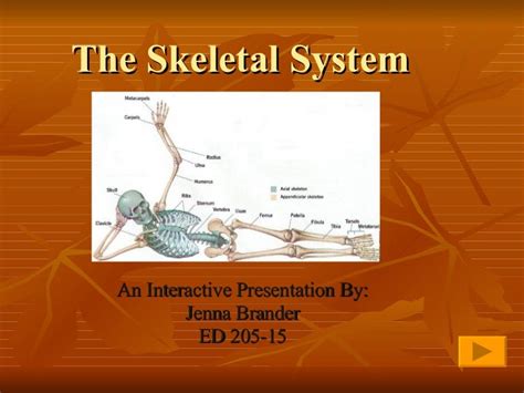 Skeletal System Concept Map