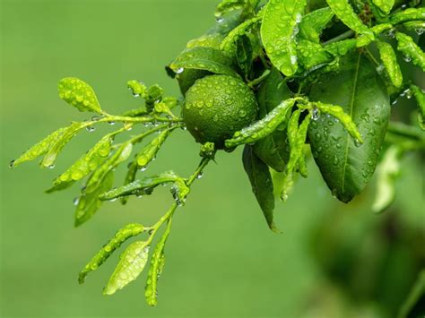 Tips And Information About Lime Trees Gardening Know How