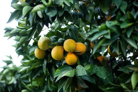 Close Up Of A Lush Citrus Tree With Vibrant Ripening Oranges Growing