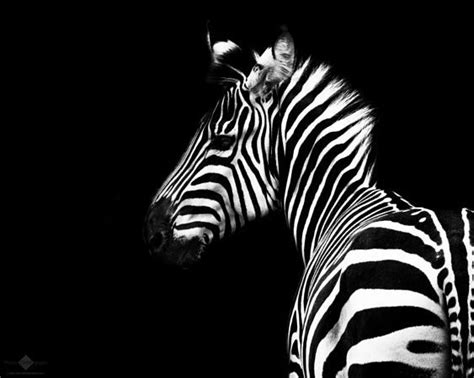 African Antelope Zebra Canvas Beautiful Paintings Animals Beautiful