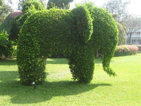 Se l'obbiettivo principale per voi è trasformare il giardino in uno spazio più vivace e colorato, l'ideale è optare per le siepi da fiore! Curare siepi da giardino - Piante in Giardino - Consigli per la cura delle siepi